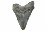 Juvenile Megalodon Tooth - South Carolina #362210-1